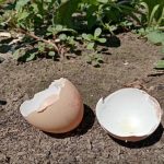 Hoe je eierschalen in de keuken kunt gebruiken en niet alleen: niet voor de hand liggende flyhacks voor zuinige huisvrouwen hoe-je-eierschalen-in-de-keuken-kunt-gebruiken-en-niet.jpg