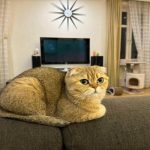 Waarom een kat voedsel verstrooit: instincten van huisdieren die elke eigenaar zou moeten kennen waarom-een-kat-voedsel-verstrooit-instincten-van-huisdieren-die-elke.jpg