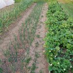 Waarom gewone as wonderen doet in de perken: het geheim dat ervaren tuiniers verzwijgen waarom-gewone-as-wonderen-doet-in-de-perken-het-geheim.jpg