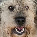 Waarom honden hun hoofd kantelen: hoe dit gebaar verband houdt met hun intelligentie en empathie waarom-honden-hun-hoofd-kantelen-hoe-dit-gebaar-verband-houdt.jpg