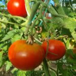 Waarom je geen tomaten naast aardappelen kunt planten: de belangrijkste risico's voor het gewas waarom-je-geen-tomaten-naast-aardappelen-kunt-planten-de-belangrijkste.jpg
