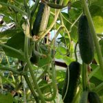 Waarom komkommers dille nodig hebben: onverwachte tandems voor maximale opbrengst in één bed waarom-komkommers-dille-nodig-hebben-onverwachte-tandems-voor-maximale-opbrengst.jpg