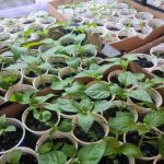 Waarom melk schadelijk kan zijn voor zaailingen: een populaire mythe en gevolgen voor de bodem waarom-melk-schadelijk-kan-zijn-voor-zaailingen-een-populaire-mythe.jpg