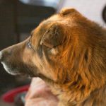 Waarom uw hond op zijn kont op de vloer rijdt: 3 hoofdoorzaken naast wormen waarom-uw-hond-op-zijn-kont-op-de-vloer-rijdt.jpg