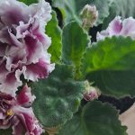 Waarom viooltjes thuis niet bloeien: 5 verzorgingsfouten die bijna iedereen maakt waarom-viooltjes-thuis-niet-bloeien-5-verzorgingsfouten-die-bijna-iedereen.jpg