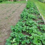 Hoe je de juiste planten in hetzelfde bed krijgt: kleine trucjes voor een grote oogst hoe-je-de-juiste-planten-in-hetzelfde-bed-krijgt-kleine.jpg