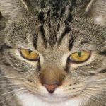 Hoe lees je de kus van een kat: waarom knippert ze langzaam naar je? hoe-lees-je-de-kus-van-een-kat-waarom-knippert.jpg