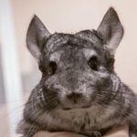 Waarom een chinchilla niet ruikt: de verrassende aanpassing van de bergbewoner die wij niet opmerken waarom-een-chinchilla-niet-ruikt-de-verrassende-aanpassing-van-de.jpg