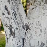 Waarom ervaren tuiniers bomen witwassen in de herfst: een grote mythe ontkrachten waarom-ervaren-tuiniers-bomen-witwassen-in-de-herfst-een-grote.jpg