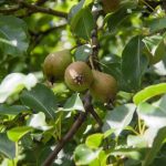 Waarom fruitbomen twee keer per jaar snoeien: de verborgen betekenis van een eenvoudige procedure waarom-fruitbomen-twee-keer-per-jaar-snoeien-de-verborgen-betekenis.jpg