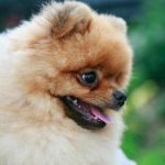 Waarom je hond rolt voor het slapen gaan: oude rituelen bij huisdieren waarom-je-hond-rolt-voor-het-slapen-gaan-oude-rituelen.jpg