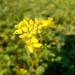 Waarom mosterd in de moestuin belangrijker is dan je denkt: de verborgen voordelen van de zijbemester waarom-mosterd-in-de-moestuin-belangrijker-is-dan-je-denkt.jpg