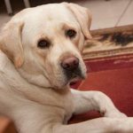 Waarom uw hond u echt begrijpt: de niet voor de hand liggende signalen die we over het hoofd zien waarom-uw-hond-u-echt-begrijpt-de-niet-voor-de.jpg