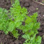 Wanneer is de beste tijd om wortelen te zaaien: tips van de natuur zelf wanneer-is-de-beste-tijd-om-wortelen-te-zaaien-tips.jpg